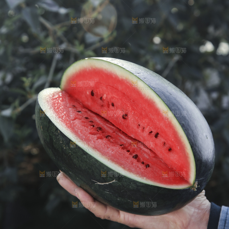 黑美人西瓜