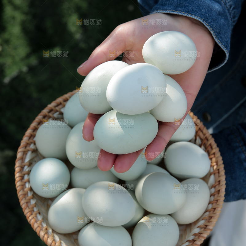 绿壳鸡蛋
