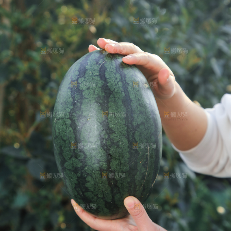 黑美人西瓜