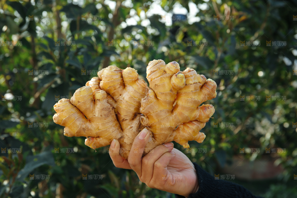 小黄姜