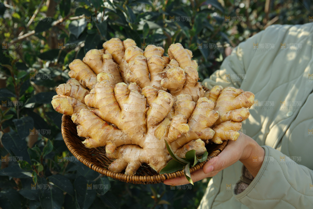 小黄姜