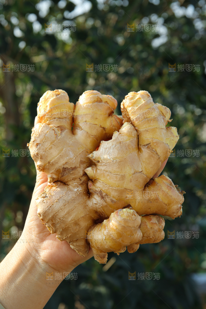 小黄姜