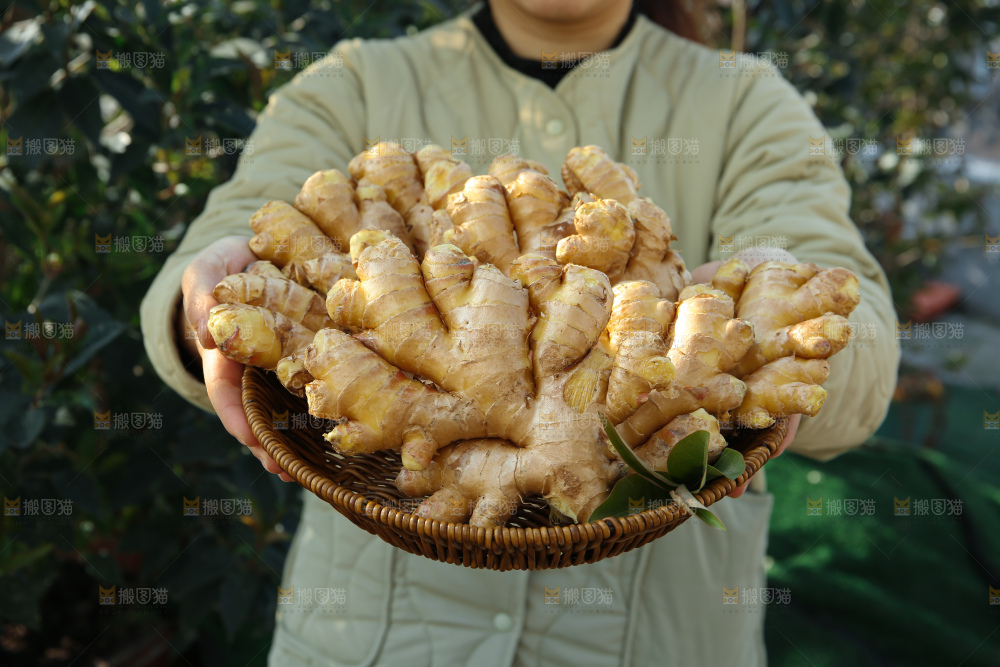 小黄姜