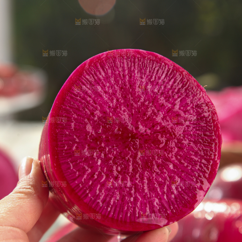 紫美人萝卜