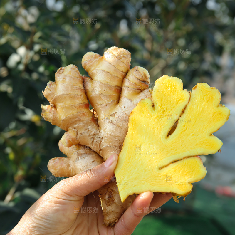 小黄姜