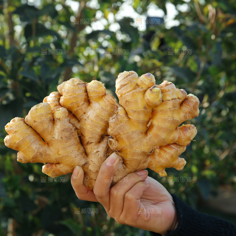 小黄姜