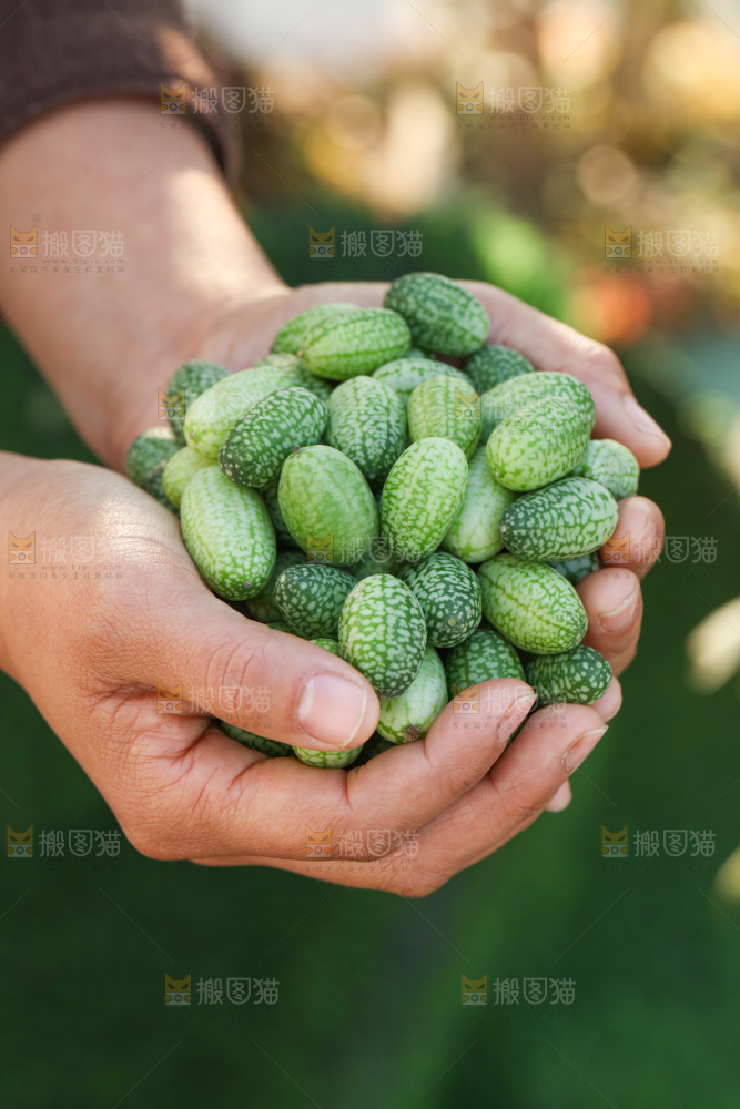拇指西瓜