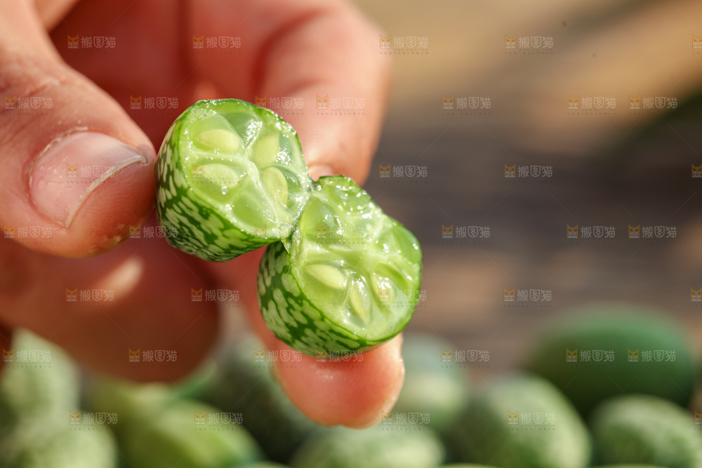 拇指西瓜
