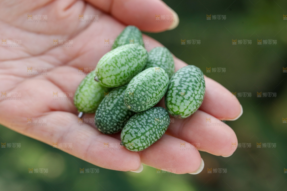 拇指西瓜
