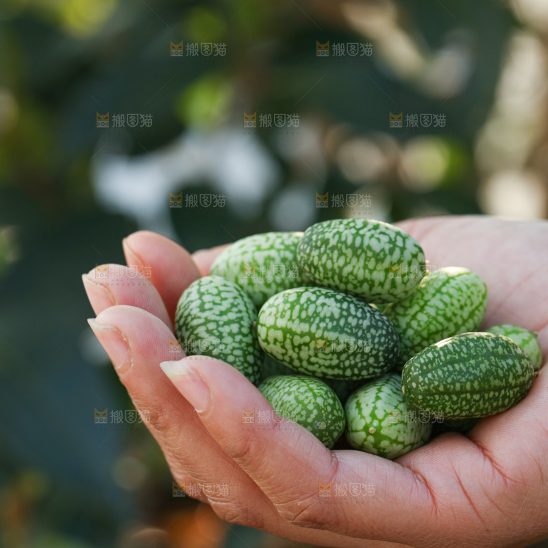 拇指西瓜