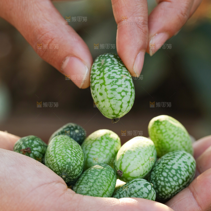 拇指西瓜