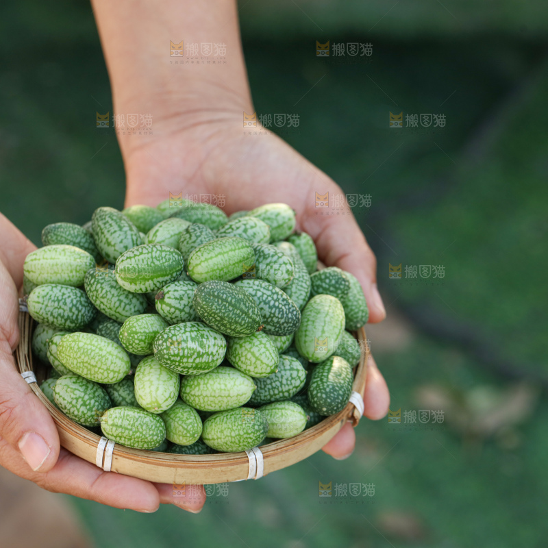 拇指西瓜
