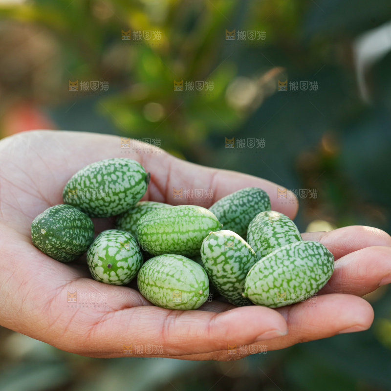 拇指西瓜