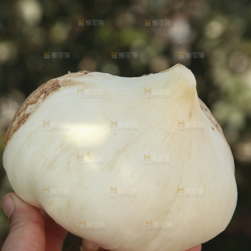 凉薯