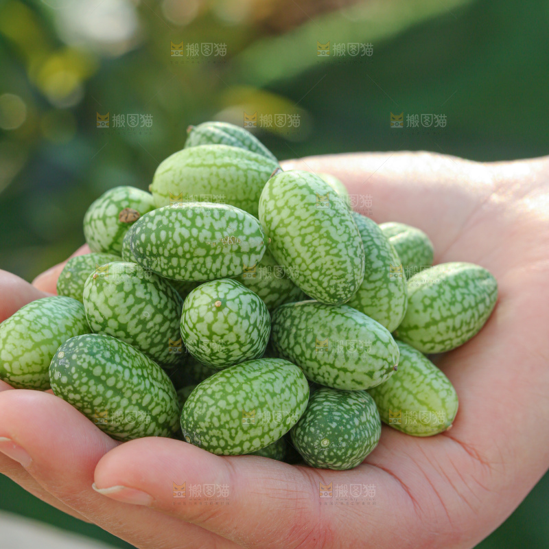 拇指西瓜