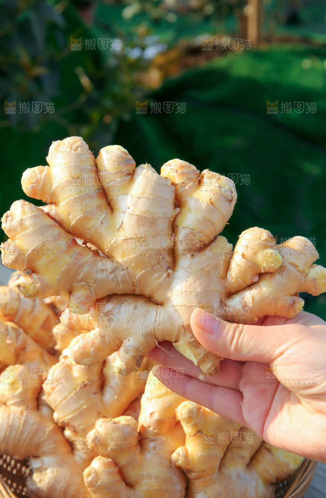 小黄姜