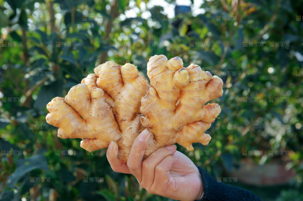 小黄姜