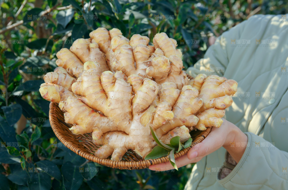 小黄姜