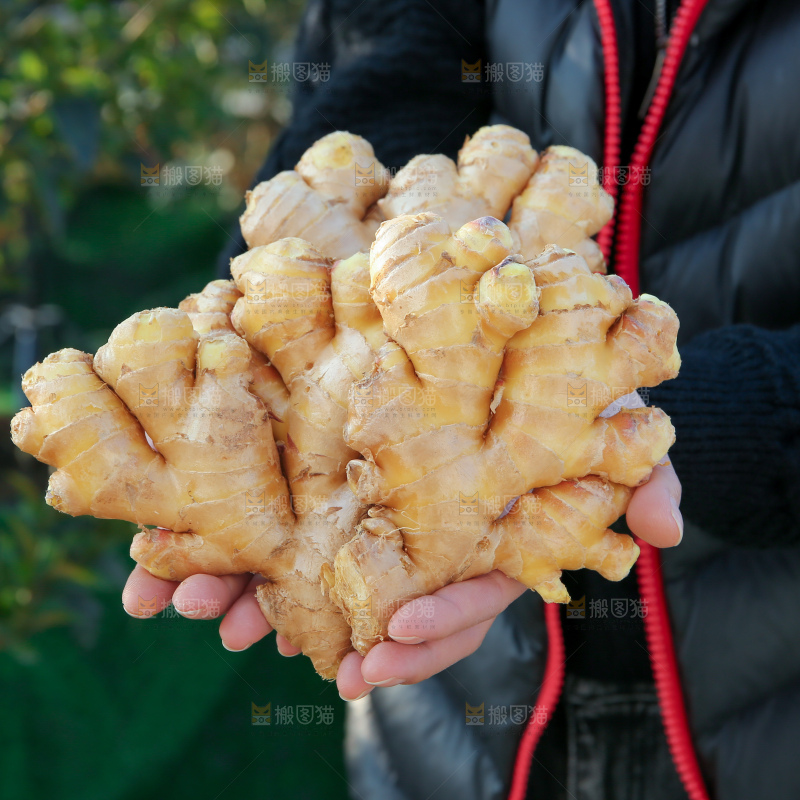 小黄姜