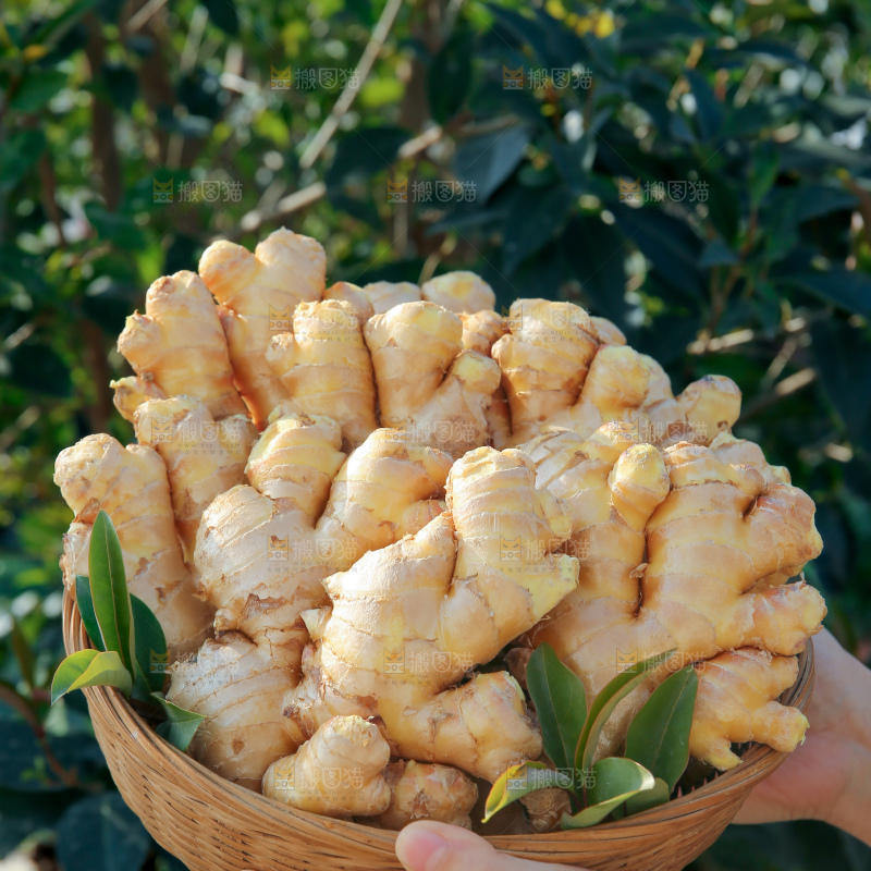 小黄姜