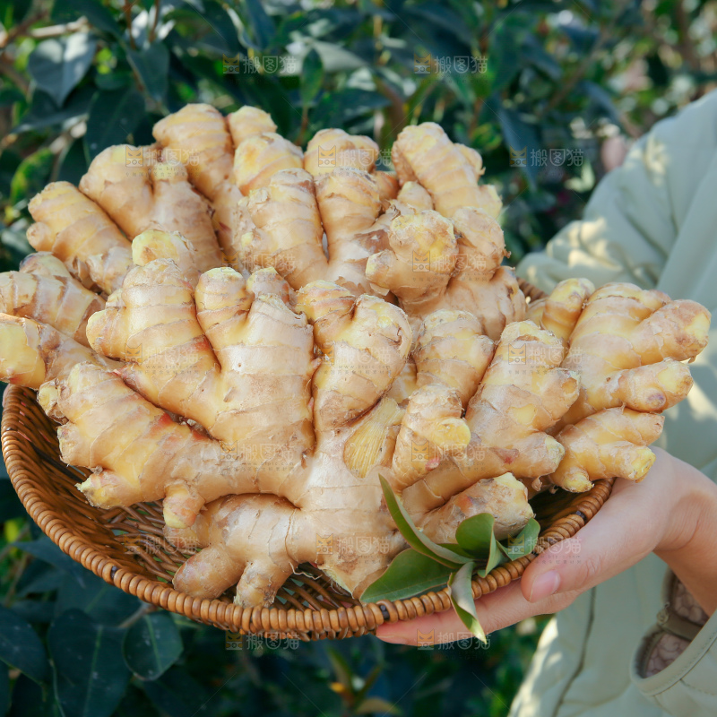 小黄姜