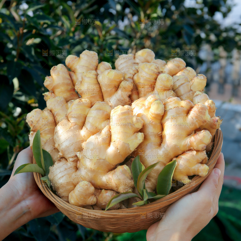 小黄姜