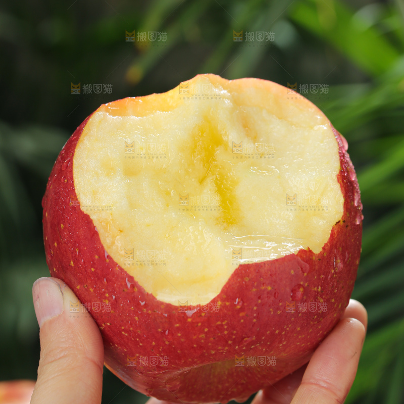 福布瑞斯苹果