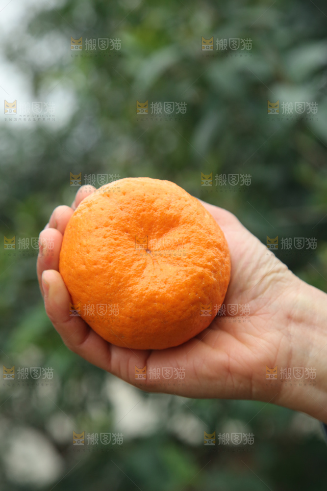椪柑