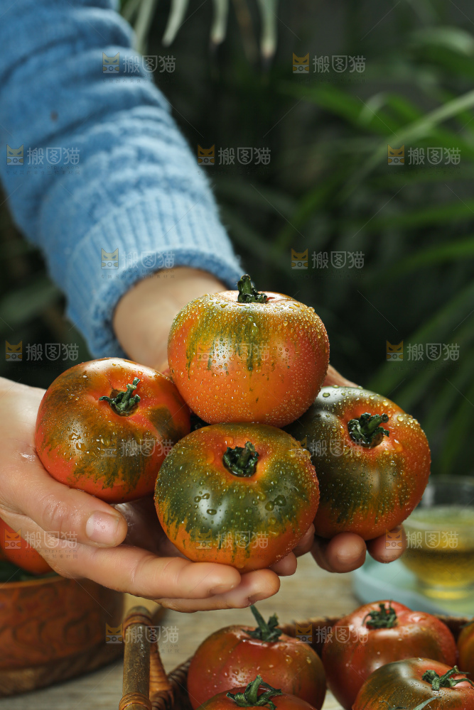 铁皮草莓柿子