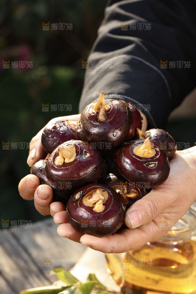 马蹄