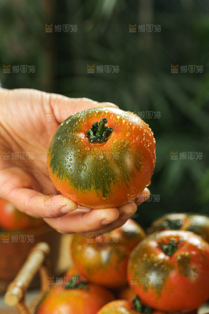 铁皮草莓柿子
