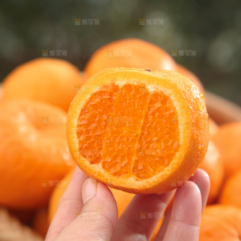 椪柑