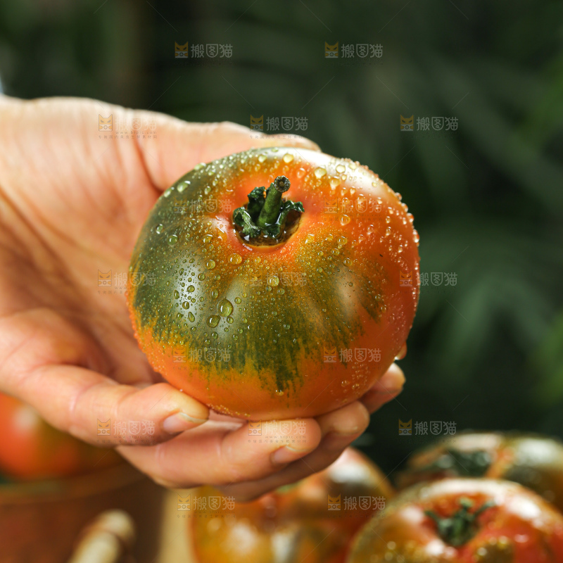 铁皮草莓柿子