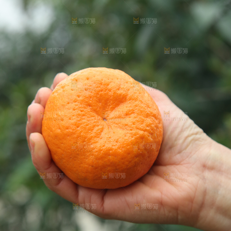 椪柑