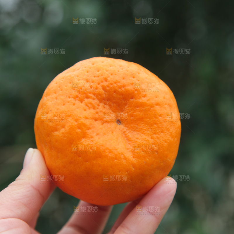 椪柑