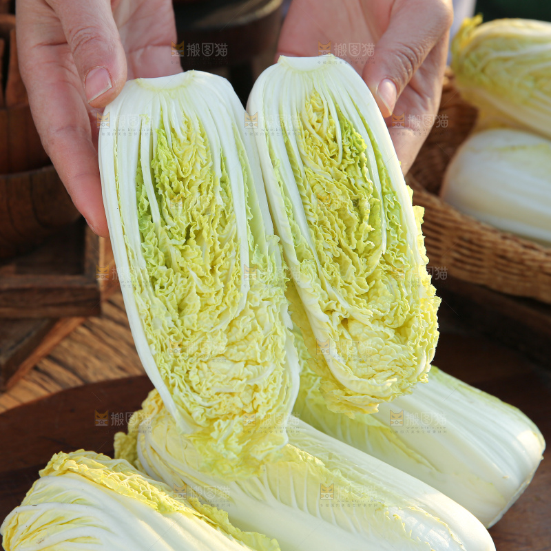 娃娃菜
