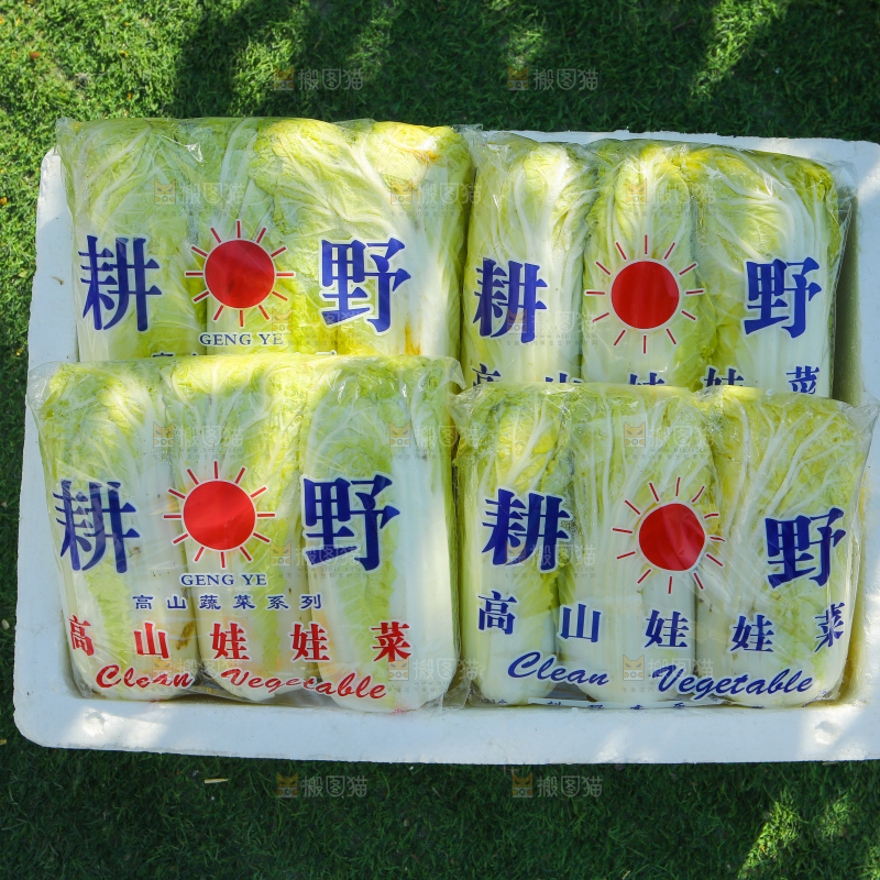 娃娃菜