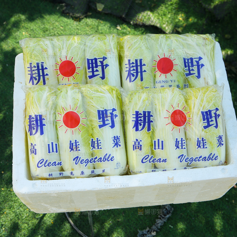 娃娃菜