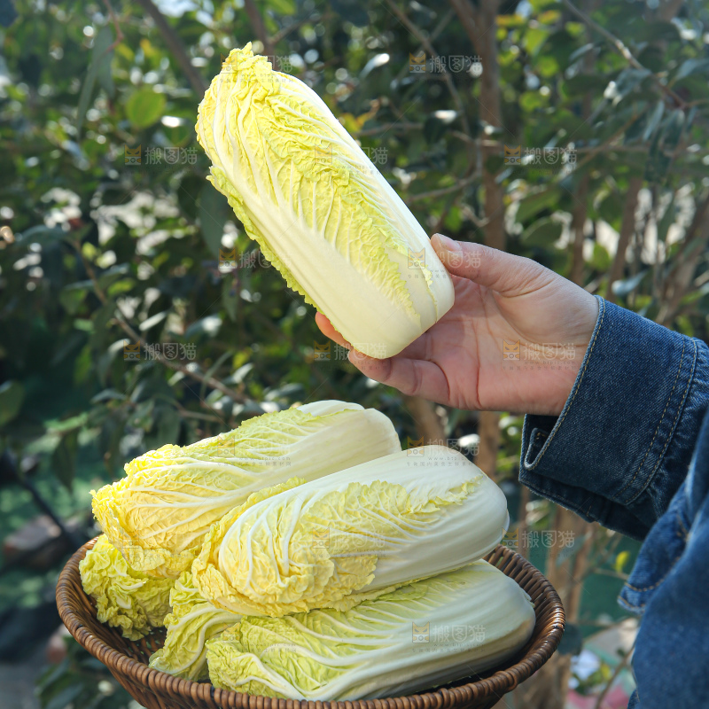 娃娃菜