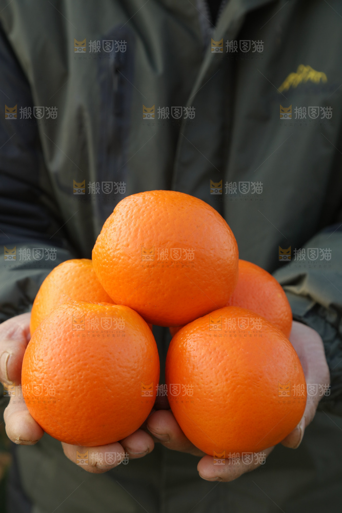 纽荷尔脐橙