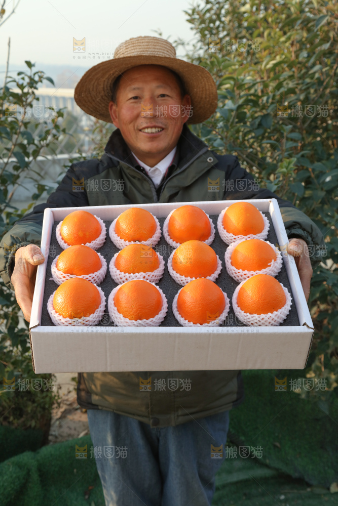 纽荷尔脐橙