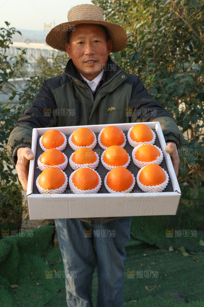 纽荷尔脐橙