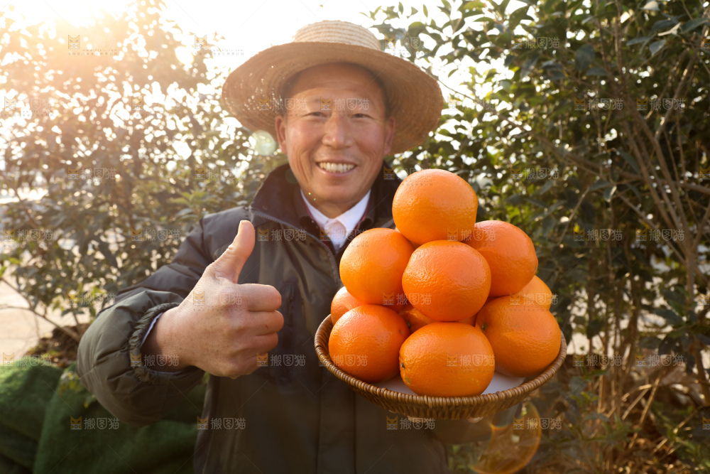 纽荷尔脐橙