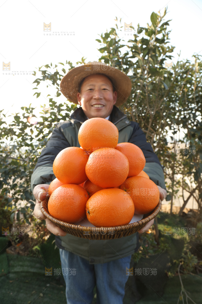 纽荷尔脐橙
