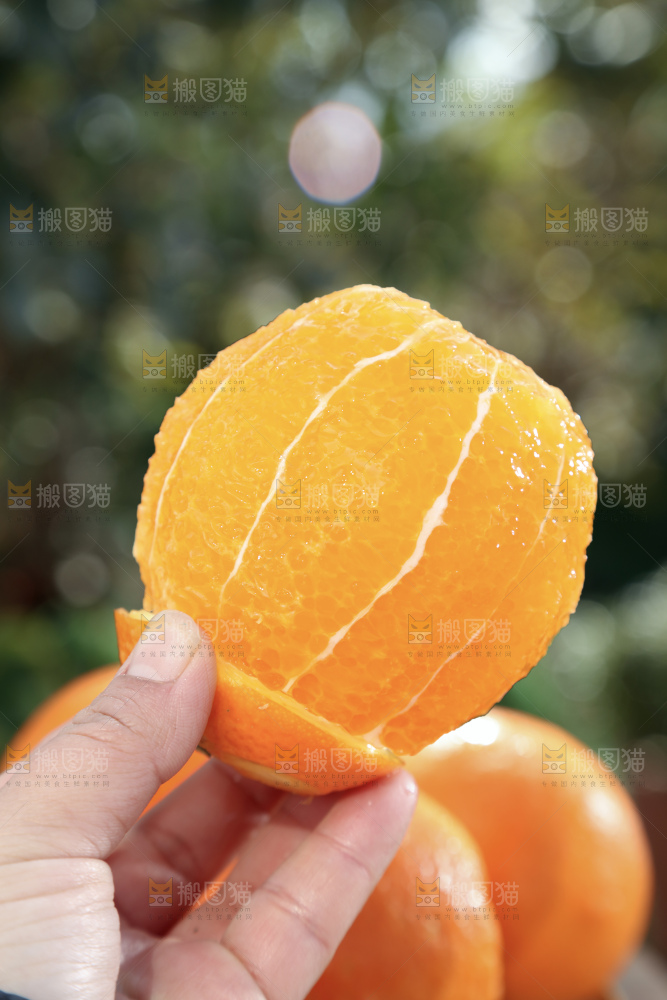 纽荷尔脐橙