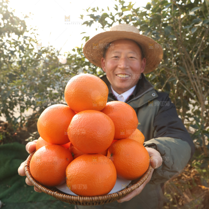 纽荷尔脐橙