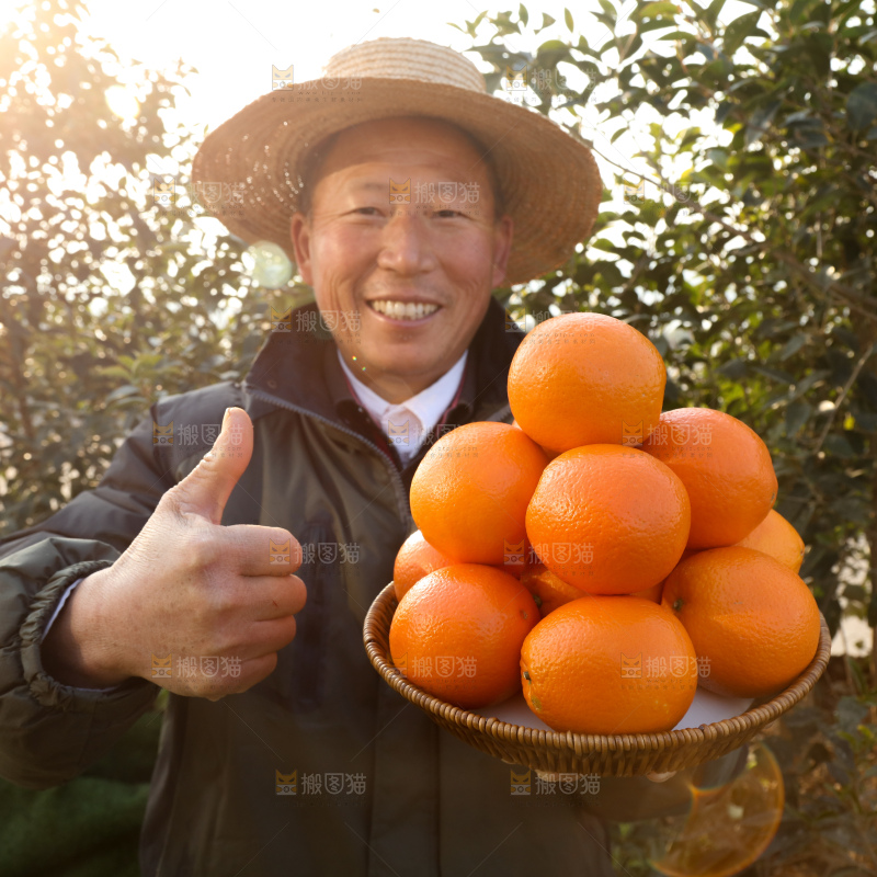 纽荷尔脐橙
