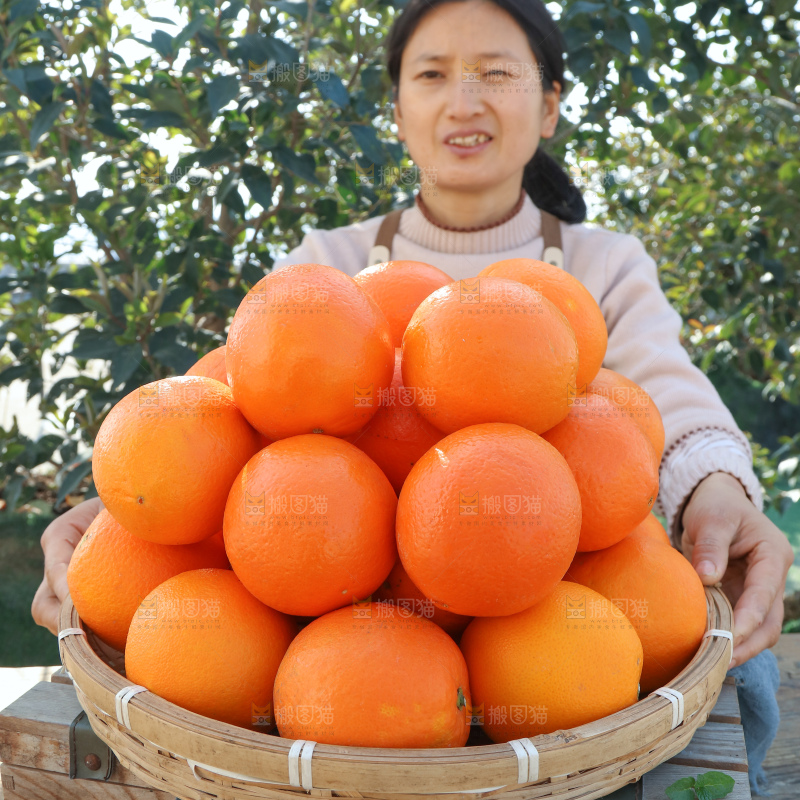 纽荷尔脐橙