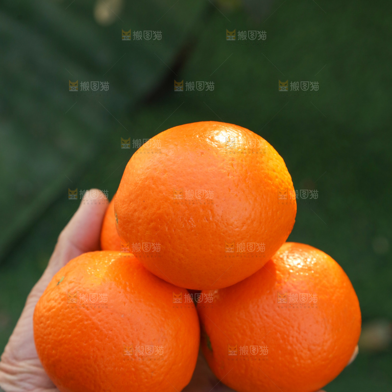 纽荷尔脐橙