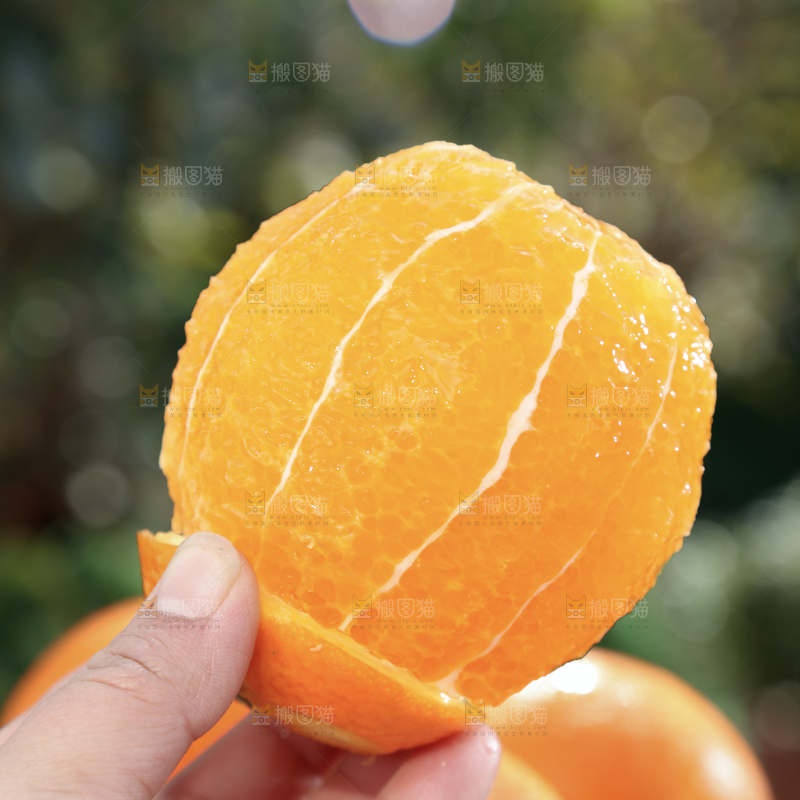 纽荷尔脐橙